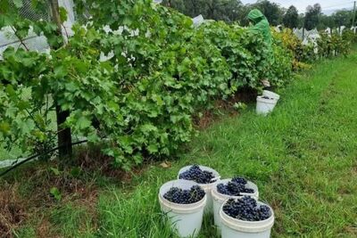 Tizzana Winery 